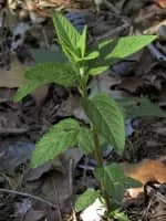 American germander - Plants