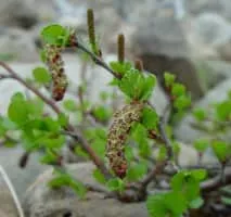Betula glandulosa - Plants
