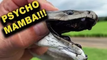 Black mamba - Snakes