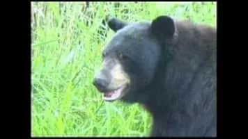 Brent Holmes - Musical artist