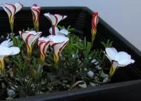 Candy cane sorrel (Oxalis Versicolor) - 