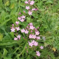 Centaurium - Plants