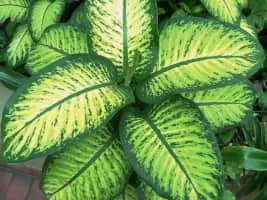 Dieffenbachia seguine - Plants