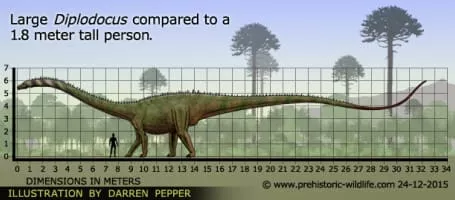 Diplodocus - 