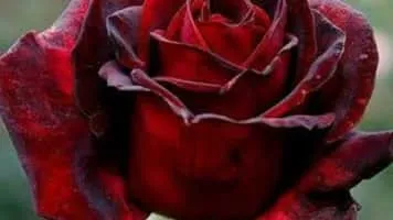 Fouad Ghazi - Syrian singer