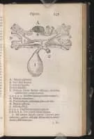 Francis Glisson - British physician