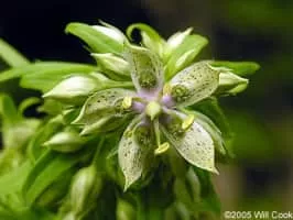 Frasera caroliniensis - 