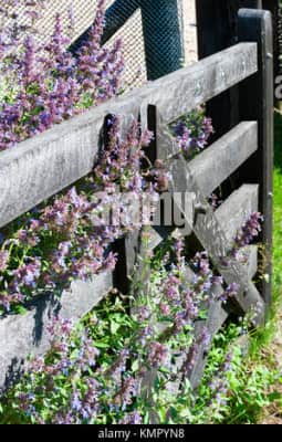 lysa nad labem castle centrum remesel a bylinne zahrady botanicus - 