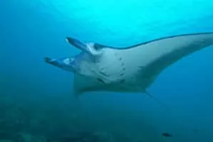 Manta ray - Fish