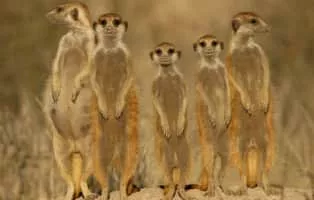 Meerkat - Animal