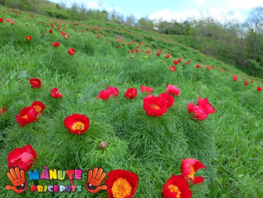 Rezervația de Bujori de Stepa Zau de Campie - 