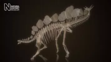 Stegosaurus - 