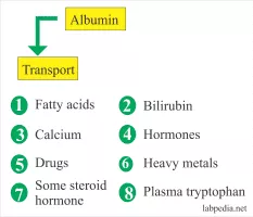 Albumin - 