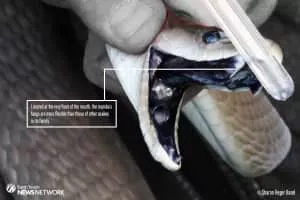 Black mamba - Snakes