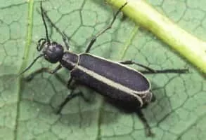 Blister beetles - Insect