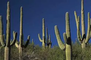 Cactus - Plants