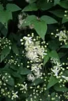 Clematis gouriana - 