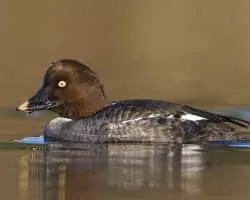 Common goldeneye - Bird