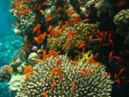 Coral reef - 