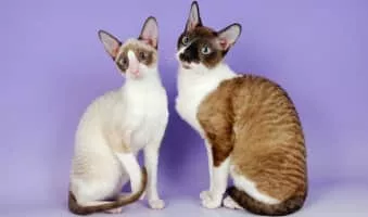 Cornish Rex - Cat breed