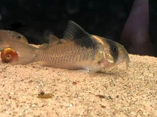 Corydoras bicolor - 