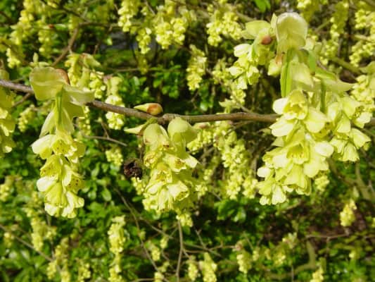 Corylopsis platypetala - 