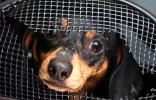 Cruelty to animals - 