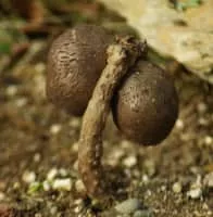 Dioscorea japonica - Yam