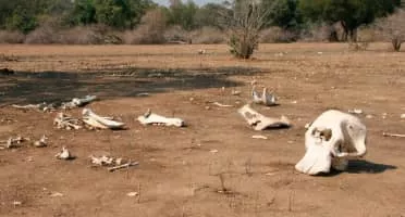 Elephants' graveyard - 