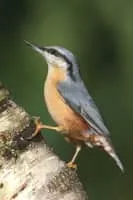 Eurasian nuthatch - Bird