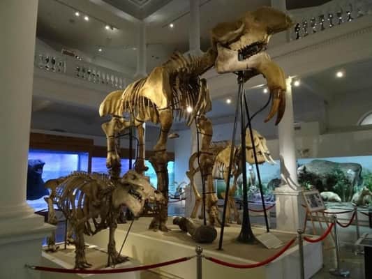 Grigore Antipa National Museum of Natural History - 