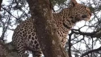 Hamir Thapar - Sanjana Kapoor's son