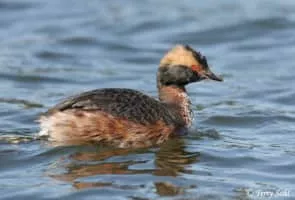 Horned grebe - Bird