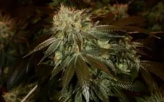 Kush Musician - Rapper