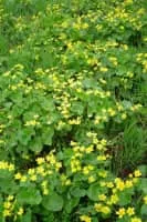 Marsh Marigold - Plants