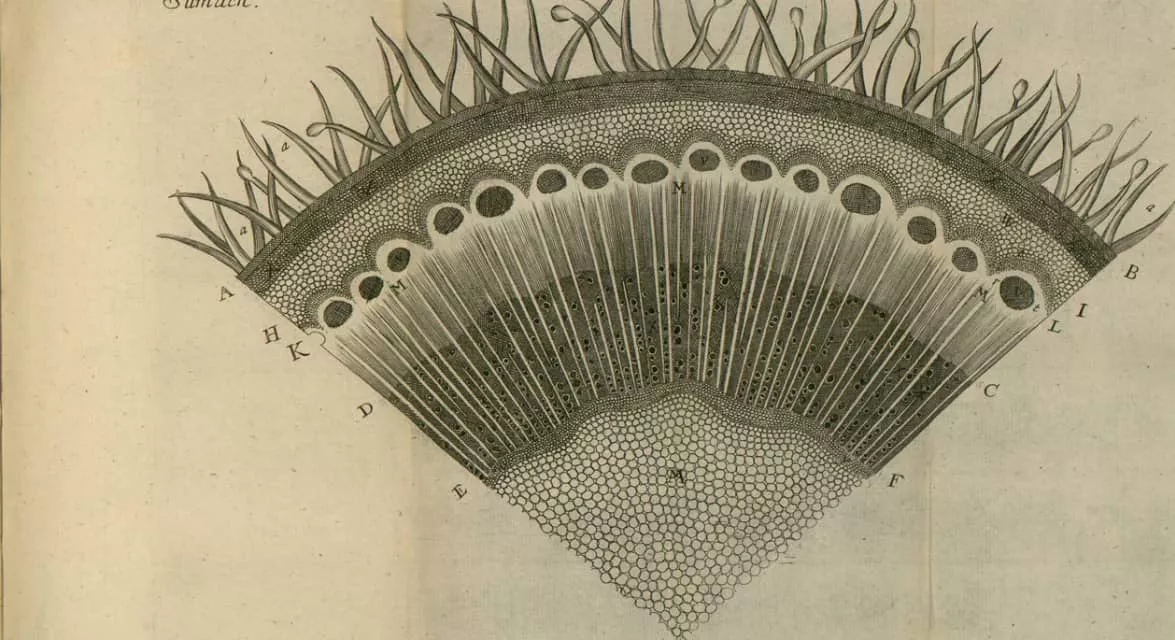 Nehemiah Grew - English botanist