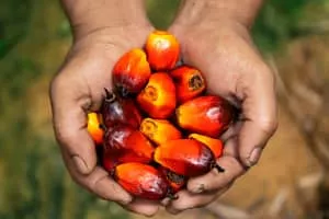 Palm oil - Edible oil