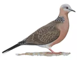 Pigeons and doves - Bird