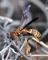 Polistes dorsalis - Insects