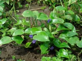 Pontederia vaginalis - 