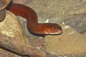 Red spitting cobra - Reptile