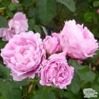 Rosa 'Mary Rose' - Plants