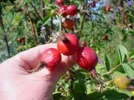 Rosa villosa - Plants