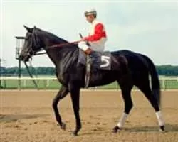 Ruffian - Horse