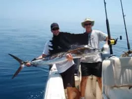 Sailfish - Fish