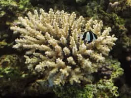 Staghorn coral - Animal