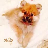 Stufy - Musical artist