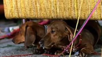 The Ugly Dachshund - 1966 ‧ Drama/Comedy ‧ 1h 33m