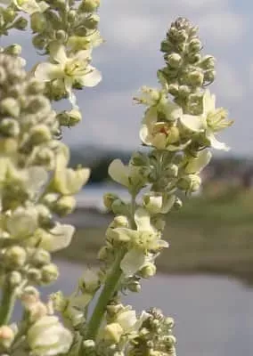 White mullein - 