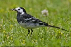 White wagtail - Bird
